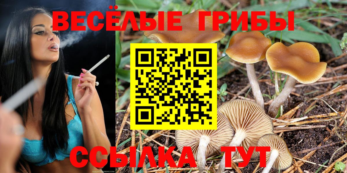 Галлюциногенные грибы Psilocybe Коркино